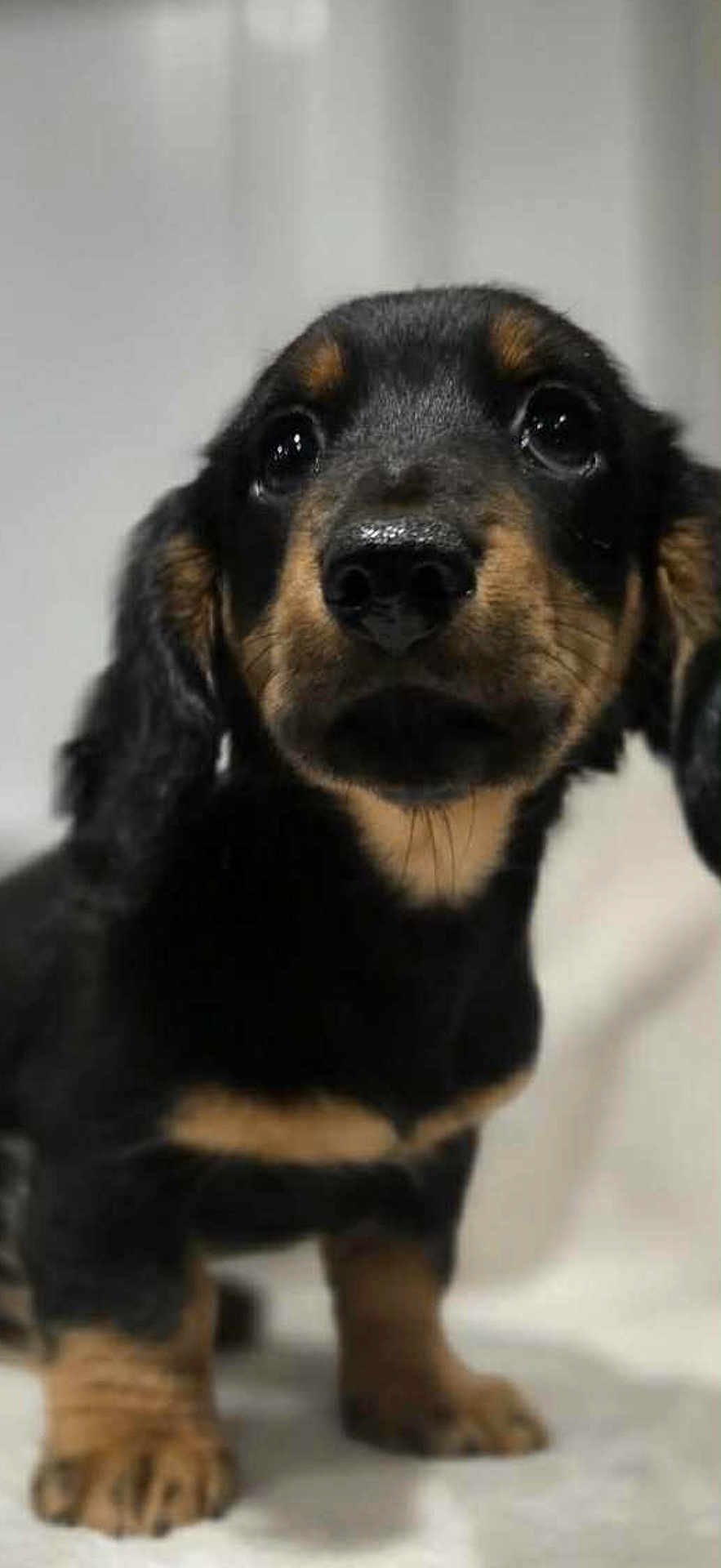Coco Bean joined the competition — help win amazing prizes! puppy, dog, black, tan, close_up, pet, animal, cute, young, fur, ears, face, nose, paws, indoors, portrait, standing, looking, background_blur, adorable
