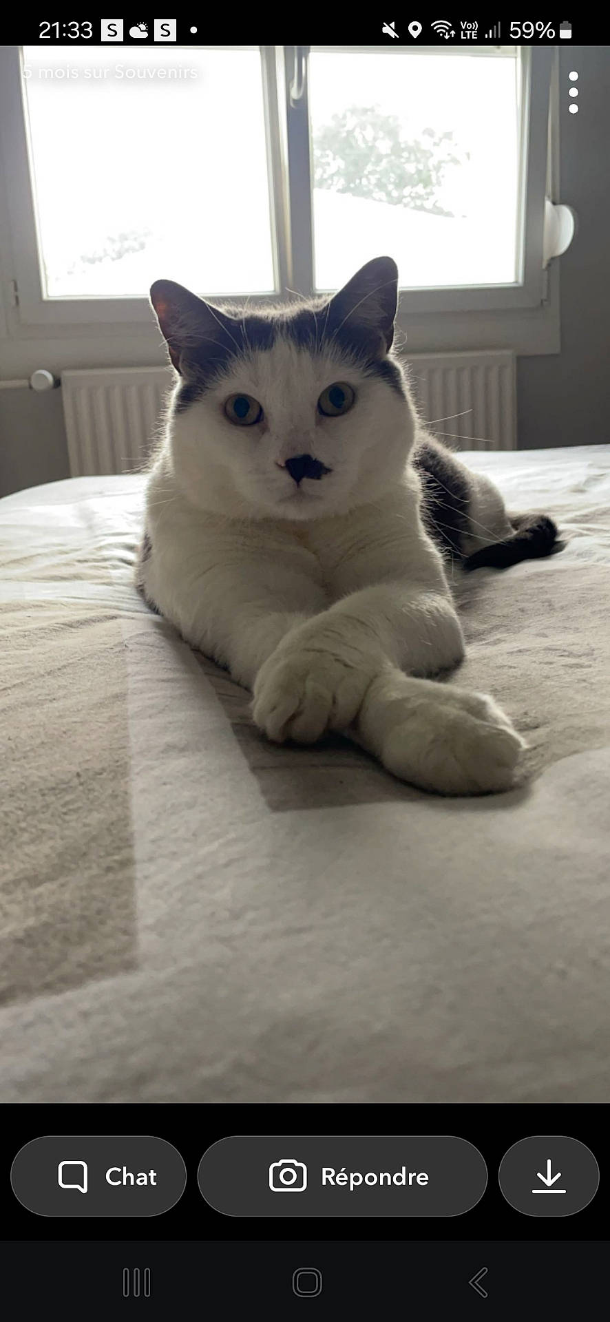 Yukio a rejoint le concours — aidez-le/la à gagner de superbes lots ! abyssinian, animal, bed, bedroom, cat, computerhardware, electronics, furniture, hardware, hardwood, indoors, interiordesign, kitten, manx, monitor, pet, room, screen, siamese, wood