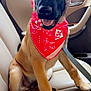 Apollo is registered to the contest to win money with this photo: animal, beige_seat, canine, car_interior, closeup, collar, daylight, dog, domestic_animal, ears_up, fur, happy, leash, mouth_open, pet, puppy, red_bandana, sitting, window, young_dog