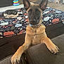 Apollo is registered to the contest to win money with this photo: animal, black_muzzle, blanket, brown_fur, canine, collar, couch, curious, dog, domestic, ears, fireplace, furniture, gold_chain, home, indoor, living_room, paws, pet, toy