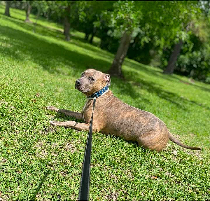 Cooper is registered to the contest to win money with this photo: carnivore, collar, companion_dog, dog, dog_breed, dog_collar, dog_supply, fawn, grass, grassland, groundcover, lawn, leash, pet_supply, plant, snout, tail, terrestrial_animal, tree, working_animal