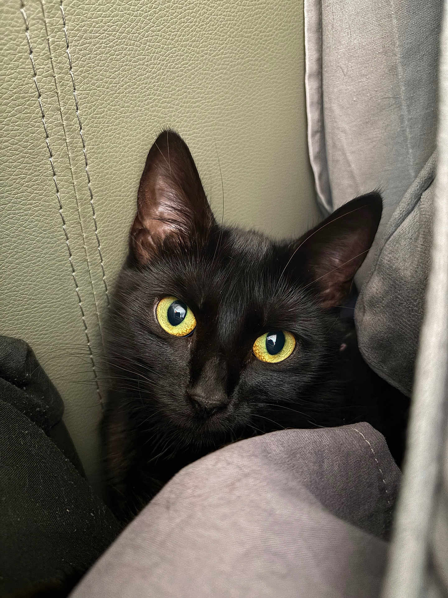 Missy Wilmot joined the competition — help win amazing prizes! black_cat, cat, pet, animal, feline, curious, yellow_eyes, close_up, indoors, cozy, cushion, fabric, whiskers, ears, fur, portrait, cute, looking, hidden, soft_light