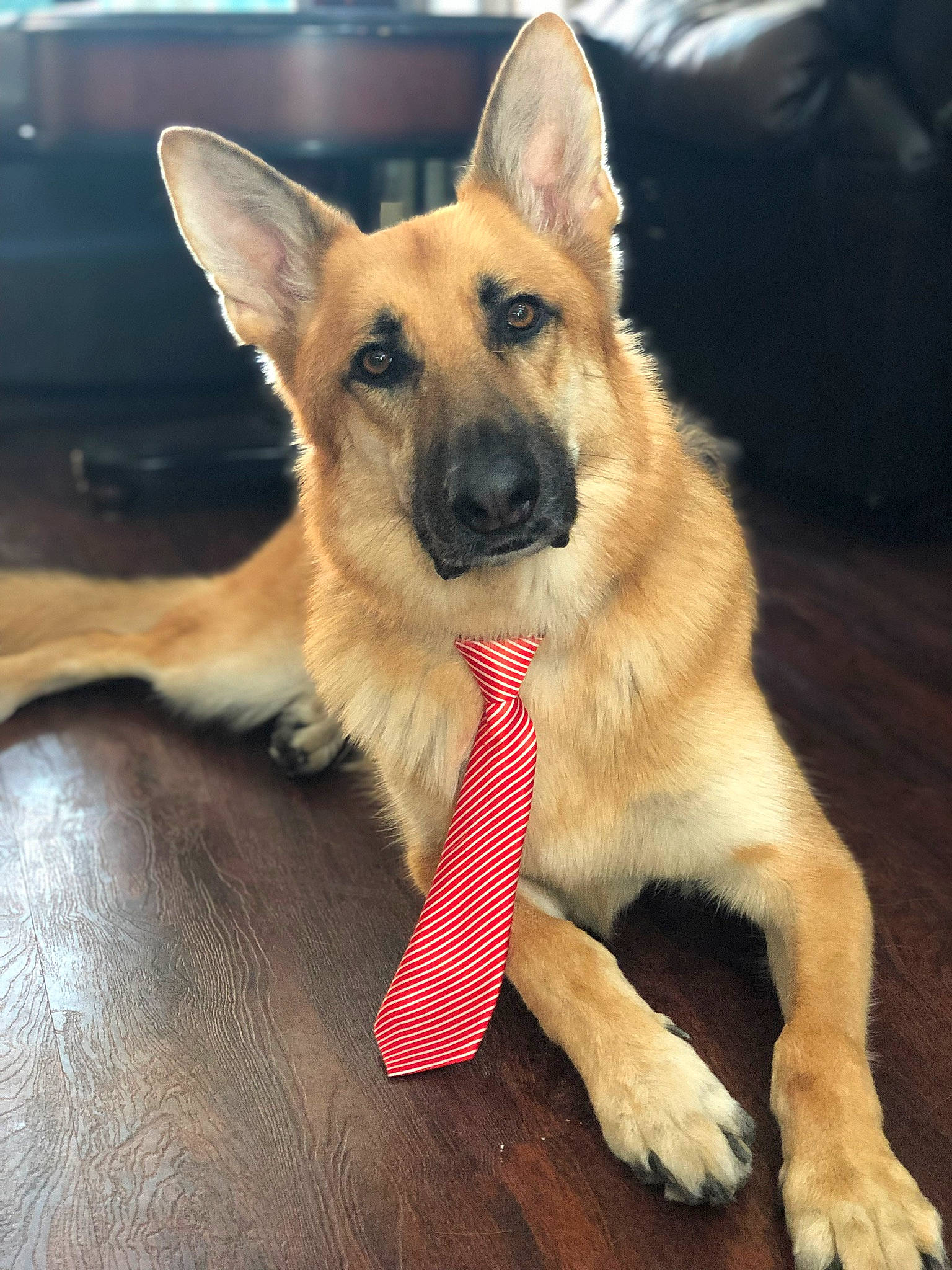 Colt is registered to the contest to win money with this photo: belgian_shepherd, belgian_shepherd_malinois, canidae, carnivore, dog, dog_breed, ear, east_european_shepherd, fawn, german_shepherd_dog, king_shepherd, kunming_wolfdog, mammal, old_german_shepherd_dog, police_dog, rare_breed_dog, shiloh_shepherd_dog, snout, vertebrate, working_dog