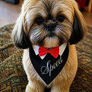 Saphir participe au concours pour gagner de l'argent avec cette photo : dog, shih_tzu, pet, portrait, bow_tie, bandana, formalwear, fluffy, fur, brown_and_white, black_and_white, sitting, indoors, rug, carpet, home, cute, small_dog, groomed, front_view