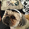 Speed a rejoint le concours — aidez-le/la à gagner de superbes lots ! dog, small_dog, pet, portrait, indoors, sitting, headband, floppy_ears, wide_eyes, black_nose, fur, shih_tzu, cute, cozy, couch, cushion, blanket, home, photography, relaxed