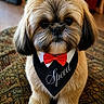 dog, shih_tzu, small_dog, pet, portrait, bow_tie, formalwear, bandana, red, black, white, fluffy, long_hair, brown, sitting, indoors, rug, carpet, front_facing, groomed