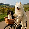 dogs, white_dog, spaniel, bicycle, basket, vineyard, countryside, outdoor, landscape, hills, road, sunny, blue_sky, clouds, fluffy_fur, happy, open_mouth, pet, cycling, adventure