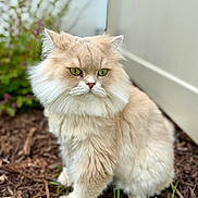 Paco is registered to the contest to win money with this photo: cat, fluffy, cream_colored, green_eyes, outdoor, mulch, grass, fence, pet, animal, curious, sitting, portrait, nature, whiskers, soft_fur, close_up, daylight, garden, domestic_cat