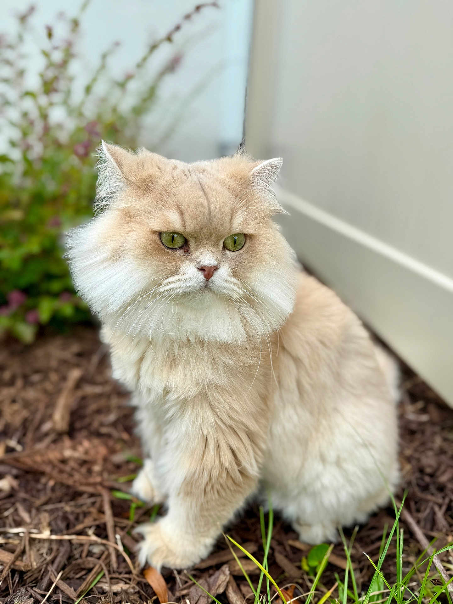 Paco is registered to the contest to win money with this photo: cat, fluffy, cream_colored, green_eyes, outdoor, mulch, grass, fence, pet, animal, curious, sitting, portrait, nature, whiskers, soft_fur, close_up, daylight, garden, domestic_cat