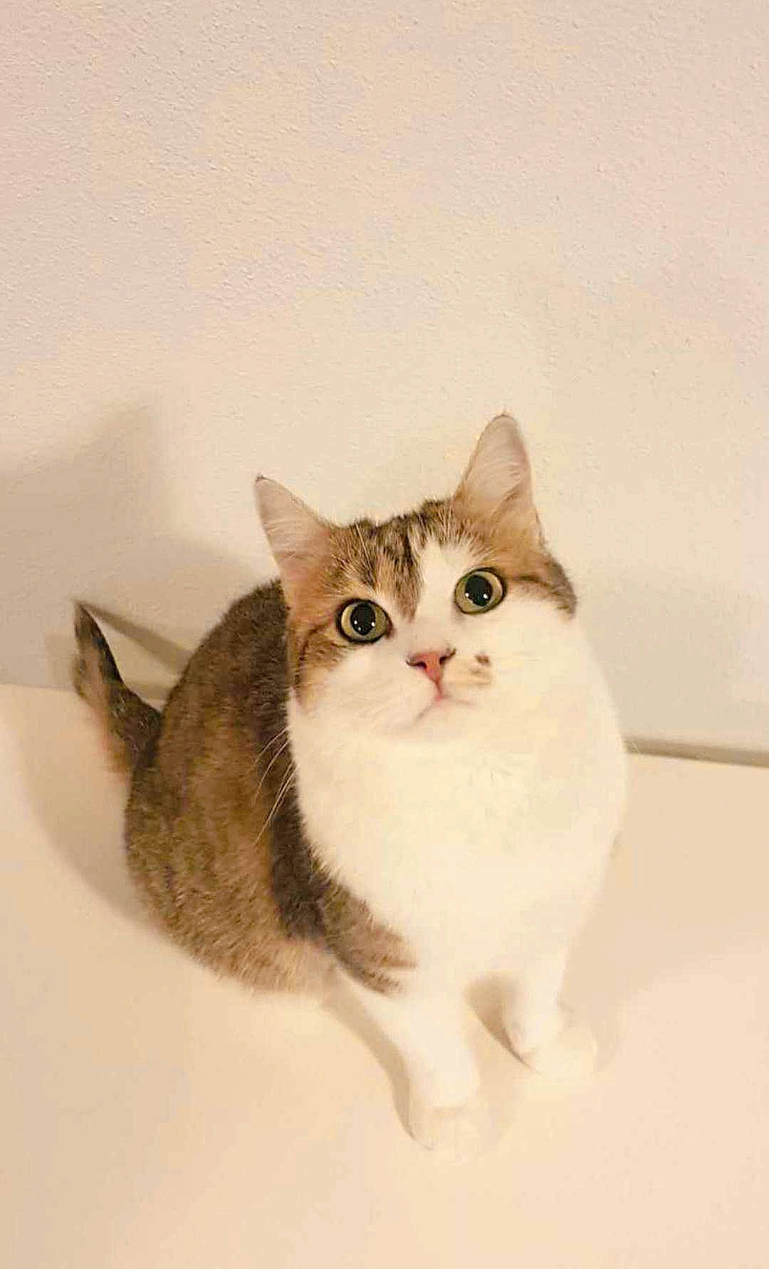 Ticha participe au concours pour gagner de l'argent avec cette photo : art, carnivore, cat, domestic_short_haired_cat, door, fawn, felidae, fur, moustache, paint, painting, paw, pet_supply, photo_caption, small_to_medium_sized_cats, snout, tail, whiskers, window