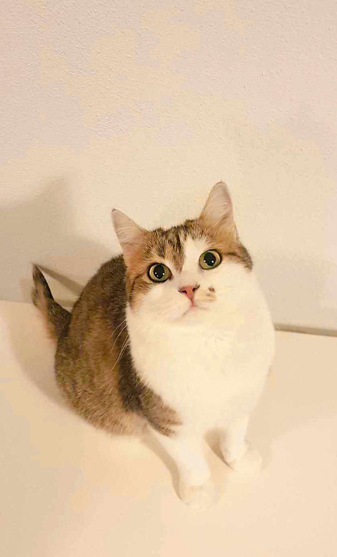 Ticha