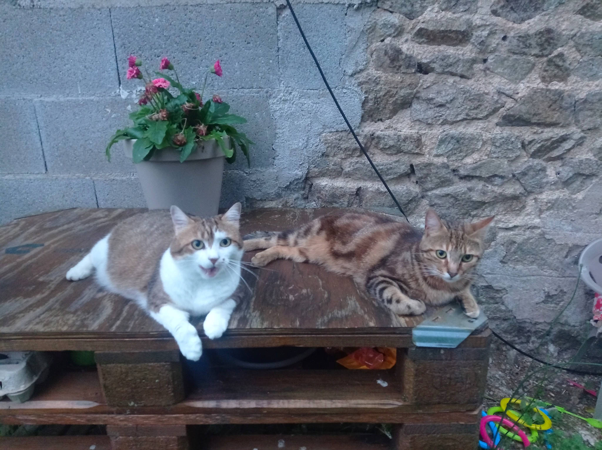 Ticha participe au concours pour gagner de l'argent avec cette photo : carnivore, cat, concrete, domestic_short_haired_cat, fawn, felidae, flagstone, flower, flowerpot, fur, grass, houseplant, plant, road_surface, sitting, small_to_medium_sized_cats, table, tail, whiskers, wood