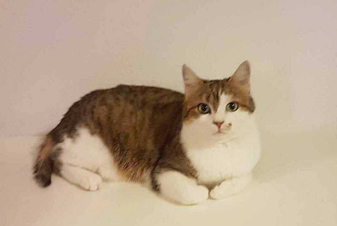 Ticha participe au concours pour gagner de l'argent avec cette photo : carnivore, cat, comfort, domestic_short_haired_cat, felidae, fur, paw, small_to_medium_sized_cats, snout, tail, terrestrial_animal, whiskers