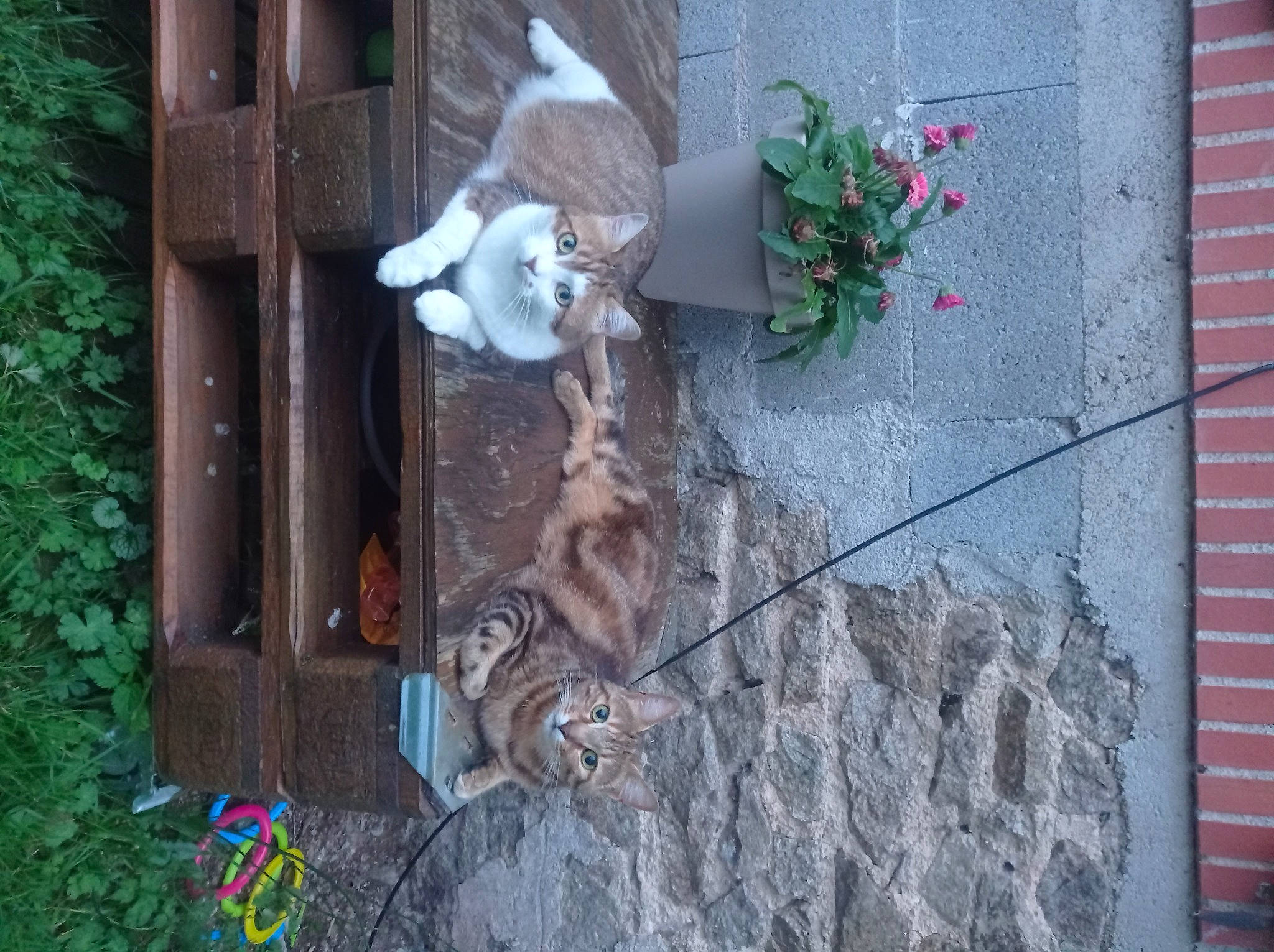 Ticha a rejoint le concours — aidez-le/la à gagner de superbes lots ! art, carnivore, cement, concrete, facade, felidae, flower, flowerpot, houseplant, petal, plant, road_surface, rose, sculpture, small_to_medium_sized_cats, tail, visual_arts, wood