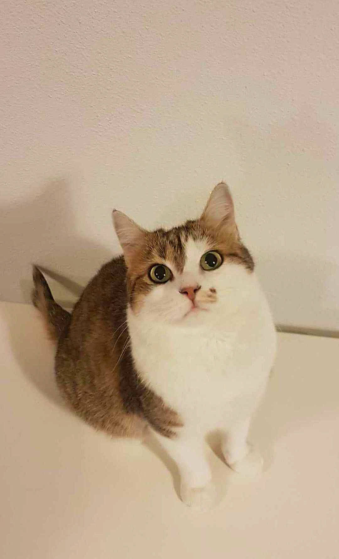 Ticha a rejoint le concours — aidez-le/la à gagner de superbes lots ! art, carnivore, cat, domestic_short_haired_cat, door, eye, fawn, felidae, fur, head, moustache, paint, painting, paw, photo_caption, small_to_medium_sized_cats, snout, tail, whiskers, window