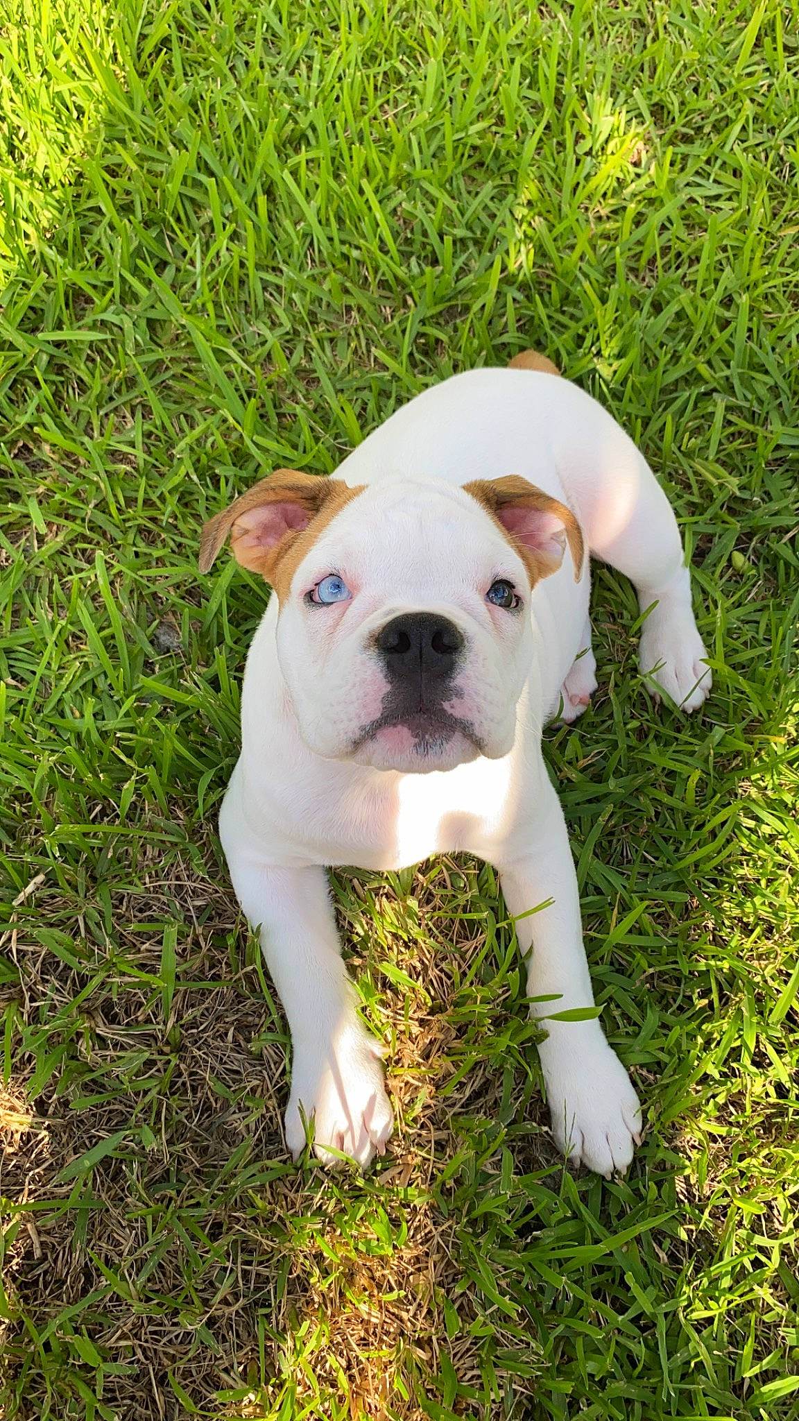 Duchess is registered to the contest to win money with this photo: american_bulldog, australian_bulldog, bulldog, canidae, carnivore, dog, dog_breed, dorset_olde_tyme_bulldogge, grass, mammal, non_sporting_group, old_english_bulldog, olde_english_bulldogge, puppy, rare_breed_dog, snout, toy_bulldog, valley_bulldog, vertebrate, white_english_bulldog