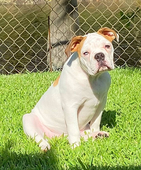 Duchess is registered to the contest to win money with this photo: american_bulldog, australian_bulldog, bulldog, canidae, carnivore, companion_dog, dog, dog_breed, dorset_olde_tyme_bulldogge, grass, mammal, molosser, non_sporting_group, old_english_bulldog, olde_english_bulldogge, renascence_bulldogge, toy_bulldog, valley_bulldog, vertebrate, white_english_bulldog