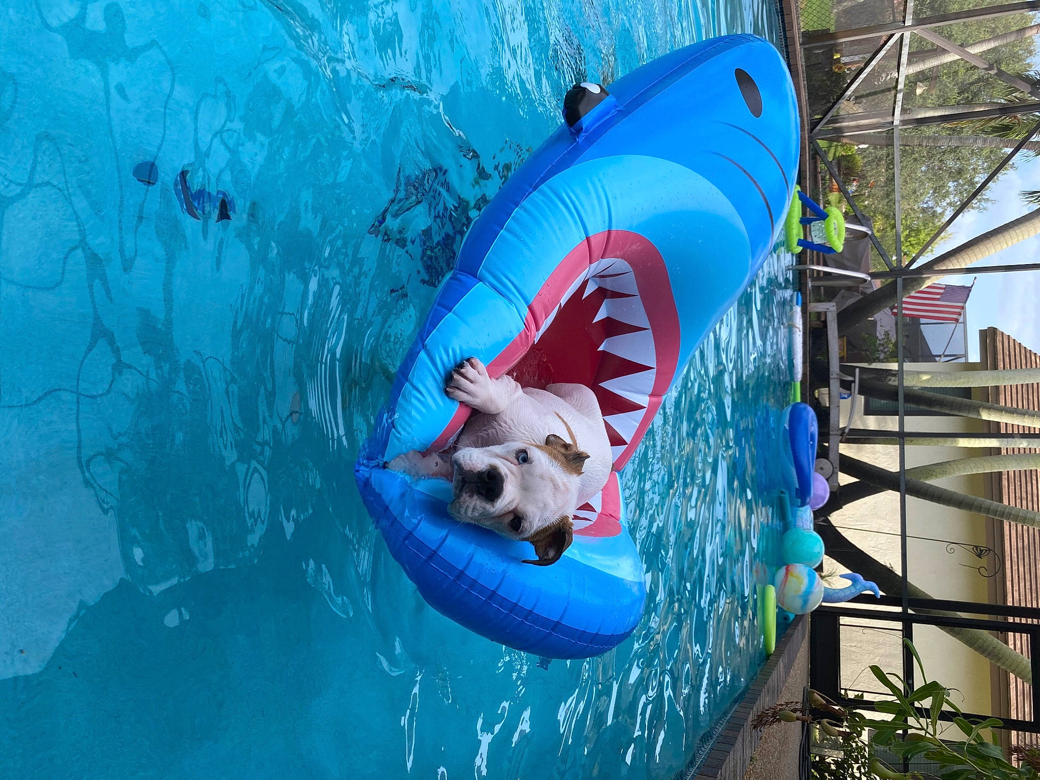 Duchess is registered to the contest to win money with this photo: blue, canidae, carnivore, dog, fun, leisure, vacation, water, water_park