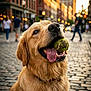 dog, golden_retriever, tennis_ball, drooling, cobblestone_street, city, urban, pet, tongue_out, happy, close_up, portrait, playful, bokeh, collar, pedestrians, sunset_light, pavement, outdoor, smile