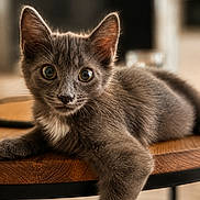 Yana participe au concours pour gagner de l'argent avec cette photo : kitten, cat, gray_fur, pet, animal, indoor, wooden_table, relaxed, curious, closeup, feline, young_cat, whiskers, paws, domestic_cat, cute, portrait, eyes, fur, laying_down