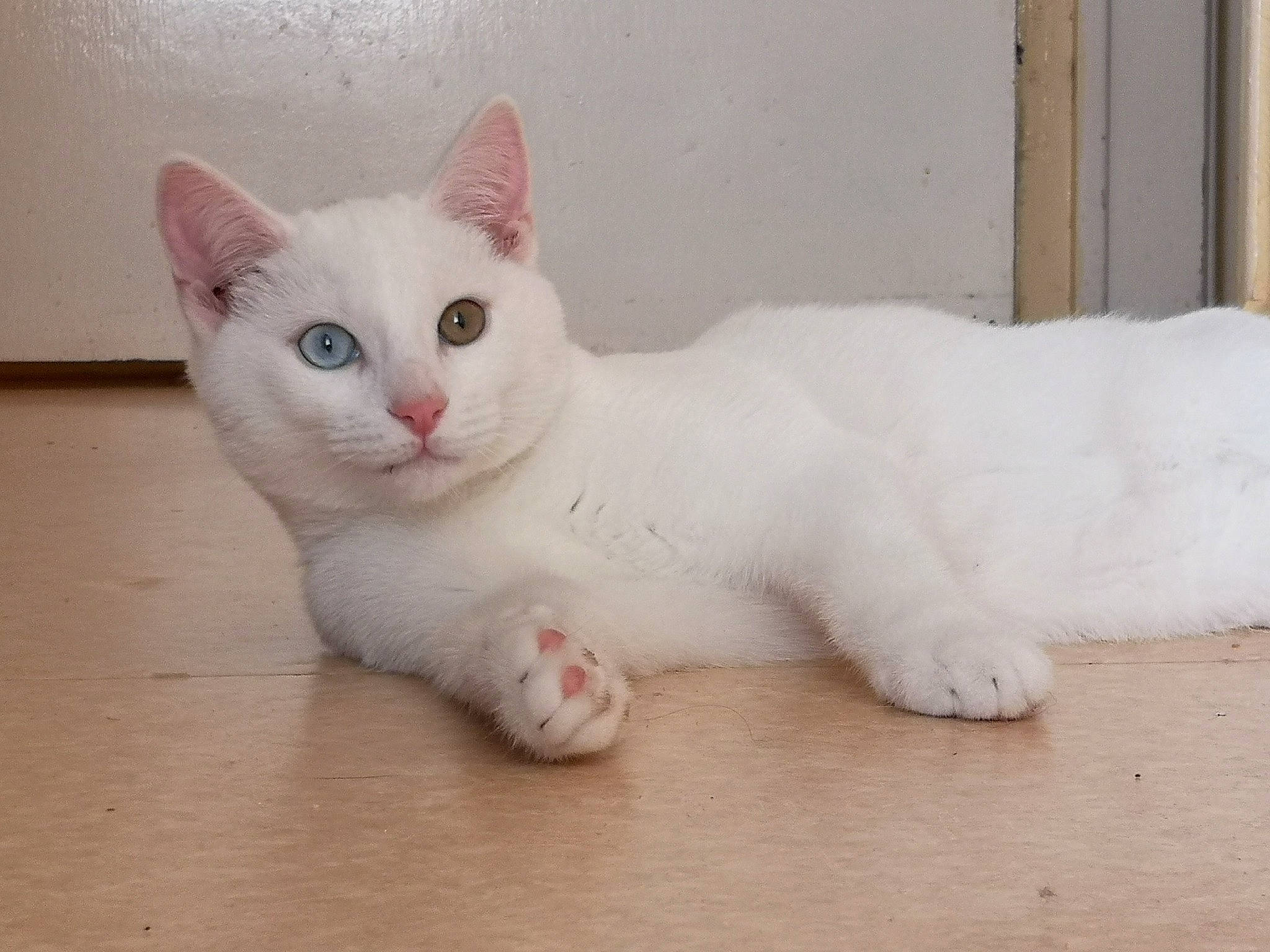 Kawaï participe au concours pour gagner de l'argent avec cette photo : carnivore, cat, domestic_short_haired_cat, felidae, flooring, foot, fur, hardwood, iris, paw, small_to_medium_sized_cats, snout, tail, terrestrial_animal, whiskers