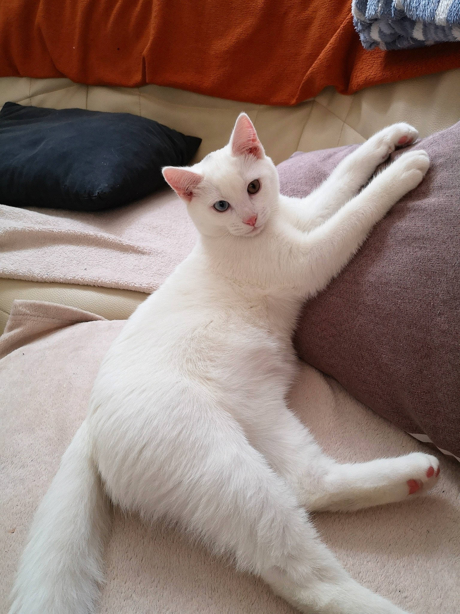 Kawaï participe au concours pour gagner de l'argent avec cette photo : carnivore, cat, claw, comfort, domestic_short_haired_cat, fawn, felidae, fur, linens, paw, small_to_medium_sized_cats, snout, tail, terrestrial_animal, whiskers