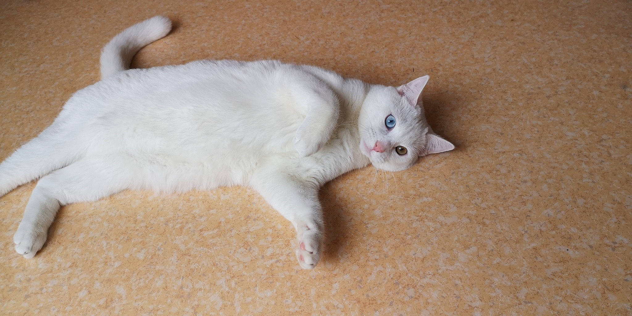 Kawaï a rejoint le concours — aidez-le/la à gagner de superbes lots ! balinese, carnivore, cat, claw, comfort, domestic_short_haired_cat, ear, eye, fawn, felidae, foot, fur, head, iris, paw, small_to_medium_sized_cats, snout, tail, terrestrial_animal, whiskers