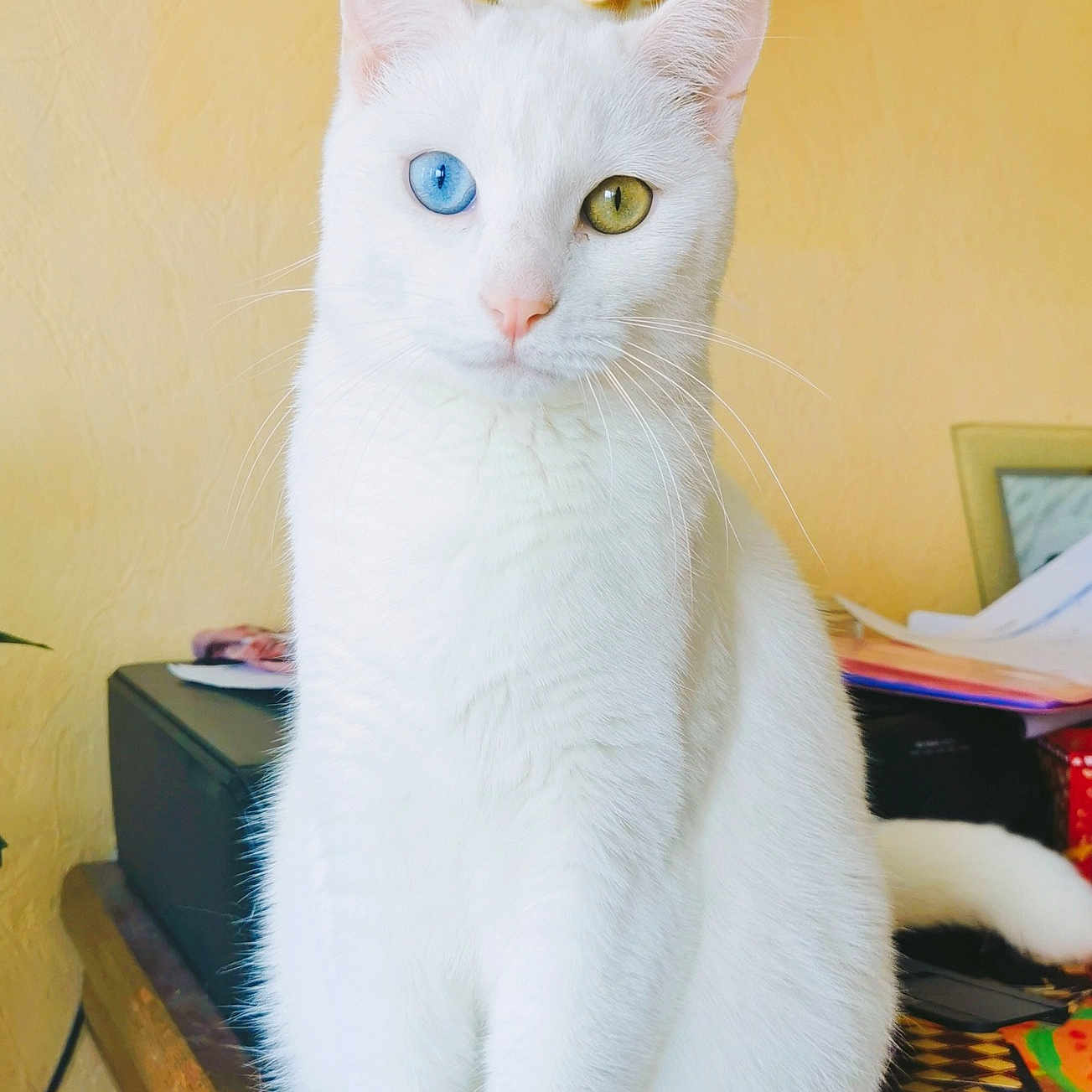 Kawaï