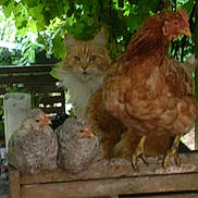 Wilson joined the competition — help win amazing prizes! cat, chicken, bench, outdoor, wooden_bench, animal, bird, pet, furry, feathers, orange_cat, farmyard, greenery, leafy, nature, domestic_animal, perched, quiet, garden, rustic