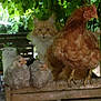 cat, chicken, bench, outdoor, wooden_bench, animal, bird, pet, furry, feathers, orange_cat, farmyard, greenery, leafy, nature, domestic_animal, perched, quiet, garden, rustic