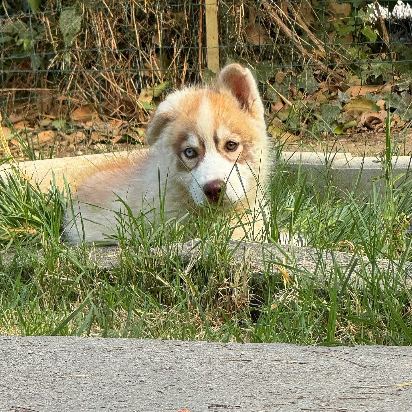 Snow participe au concours pour gagner de l'argent avec cette photo : animal, arcticfox, canine, coyote, dog, eskimodog, fox, grass, herbal, herbs, husky, kitfox, pet, plant, puppy, rock, soil, tree, vegetation, zoo