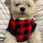 Gus Gus joined the competition — help win amazing prizes! dog, white_fur, fluffy, pet, sweater, red_and_black, checkered_pattern, cozy, indoor, pillow, striped_background, close_up, cute, calm, portrait, small_dog, furry, animal, resting, fashion