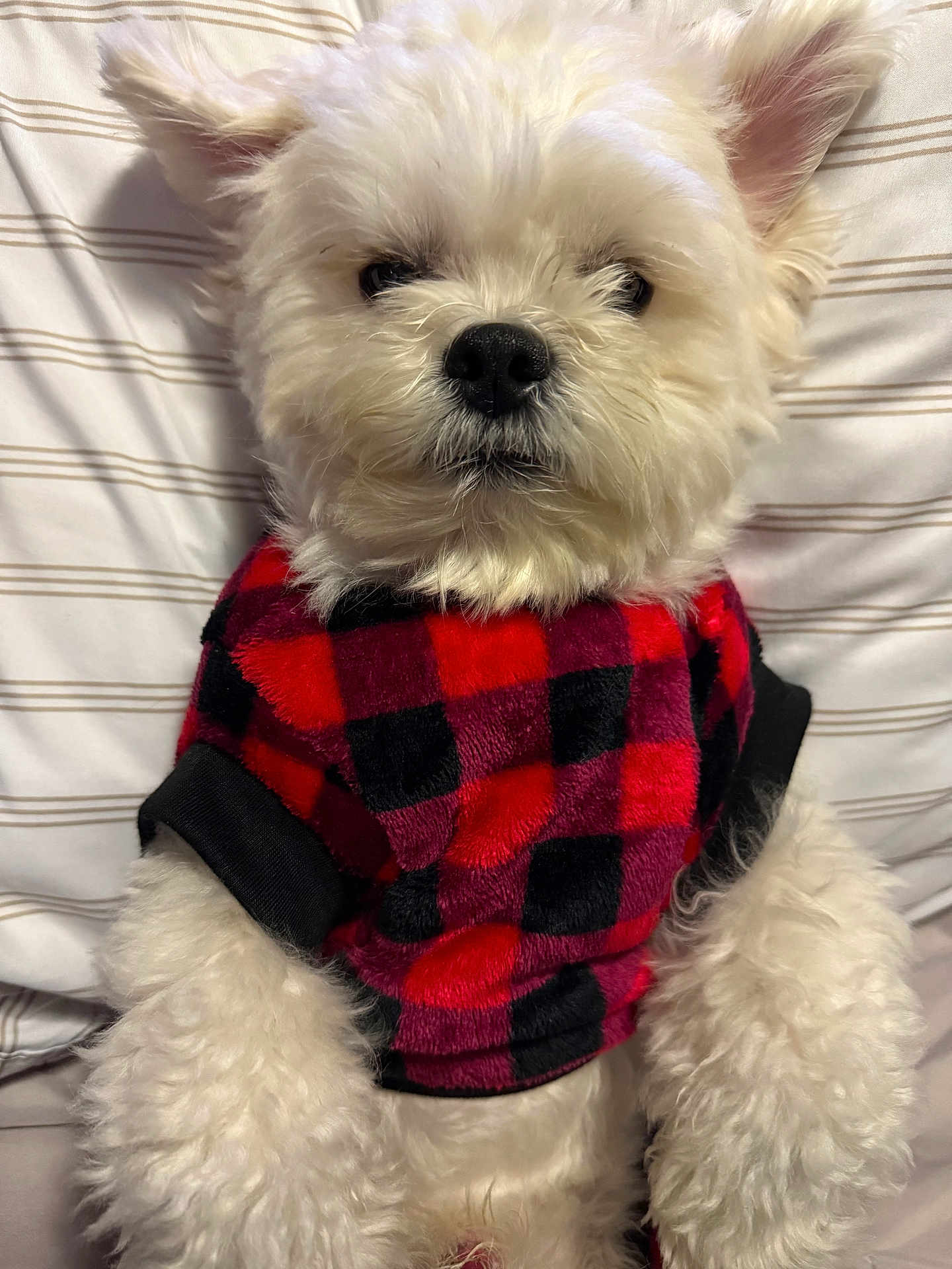 Gus Gus