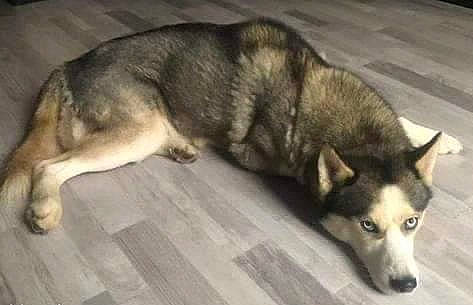 Oreo participe au concours pour gagner de l'argent avec cette photo : ancient_dog_breeds, canidae, canis, carnivore, companion_dog, dog, dog_breed, flooring, fur, sled_dog, sporting_group, terrestrial_animal, working_animal, working_dog