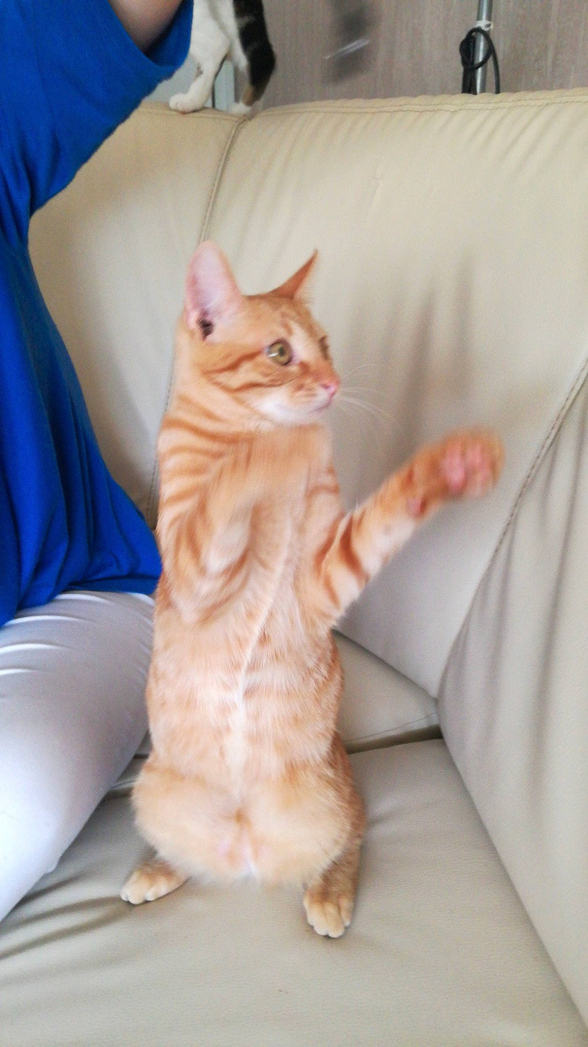 Kenzo participe au concours pour gagner de l'argent avec cette photo : carnivore, cat, claw, comfort, domestic_short_haired_cat, fawn, felidae, foot, fur, gesture, human_leg, orange, paw, peach, small_to_medium_sized_cats, snout, tail, textile, whiskers, wood