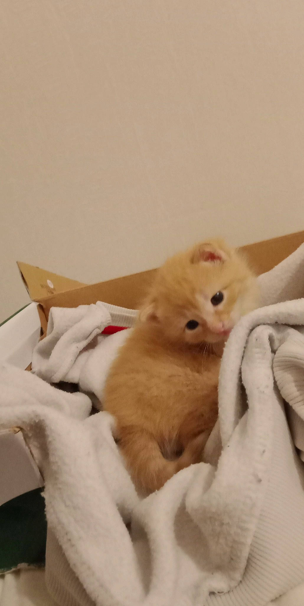 Kenzo participe au concours pour gagner de l'argent avec cette photo : carnivore, cat, claw, comfort, fawn, felidae, fur, linens, paw, room, small_to_medium_sized_cats, tail, whiskers