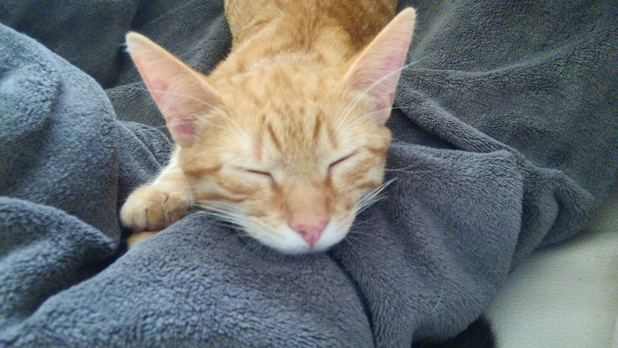 Kenzo participe au concours pour gagner de l'argent avec cette photo : carnivore, cat, cat_furniture, cat_supply, claw, comfort, domestic_short_haired_cat, fawn, felidae, fur, nap, paw, sitting, small_to_medium_sized_cats, snout, tail, terrestrial_animal, whiskers