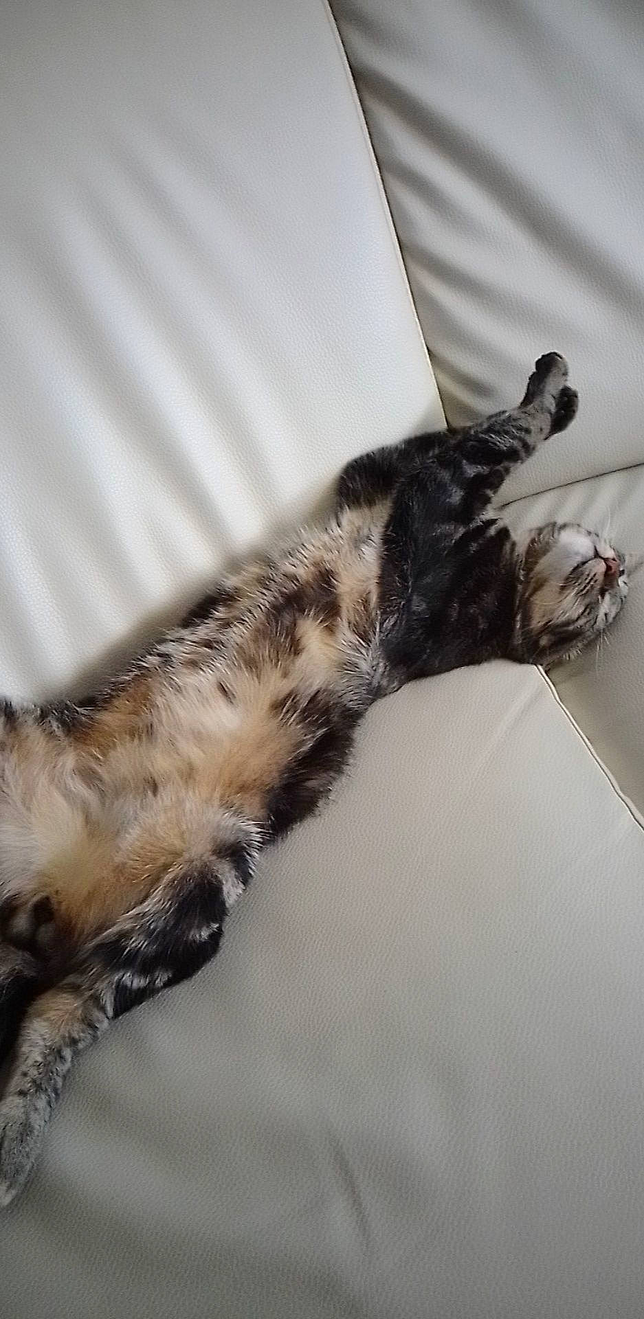 T'Challa participe au concours pour gagner de l'argent avec cette photo : beak, bird, bird_of_prey, canidae, carnivore, cat, claw, dog_breed, domestic_short_haired_cat, feather, felidae, fur, pattern, paw, small_to_medium_sized_cats, tail, terrestrial_animal, whiskers, wildlife, wing