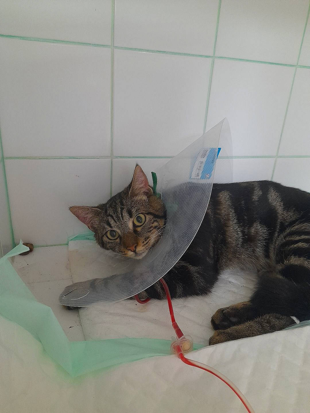 T'Challa participe au concours pour gagner de l'argent avec cette photo : bed, carnivore, cat, cat_supply, claw, comfort, domestic_short_haired_cat, fawn, felidae, flooring, fur, grey, linens, nap, paw, room, small_to_medium_sized_cats, snout, tail, whiskers