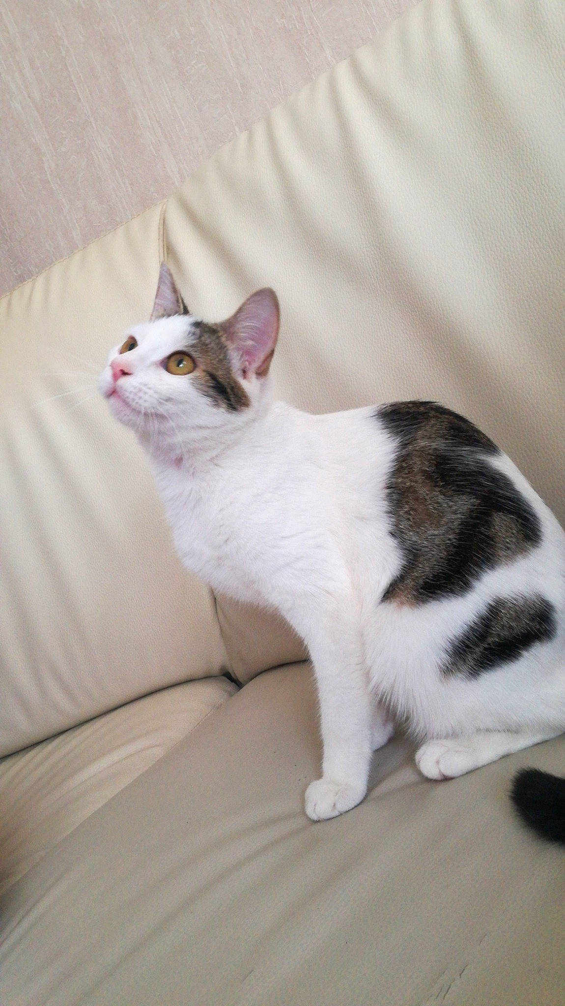 Sassy a rejoint le concours — aidez-le/la à gagner de superbes lots ! carnivore, cat, comfort, domestic_short_haired_cat, eye, felidae, fur, grey, paw, small_to_medium_sized_cats, tail, terrestrial_animal, whiskers