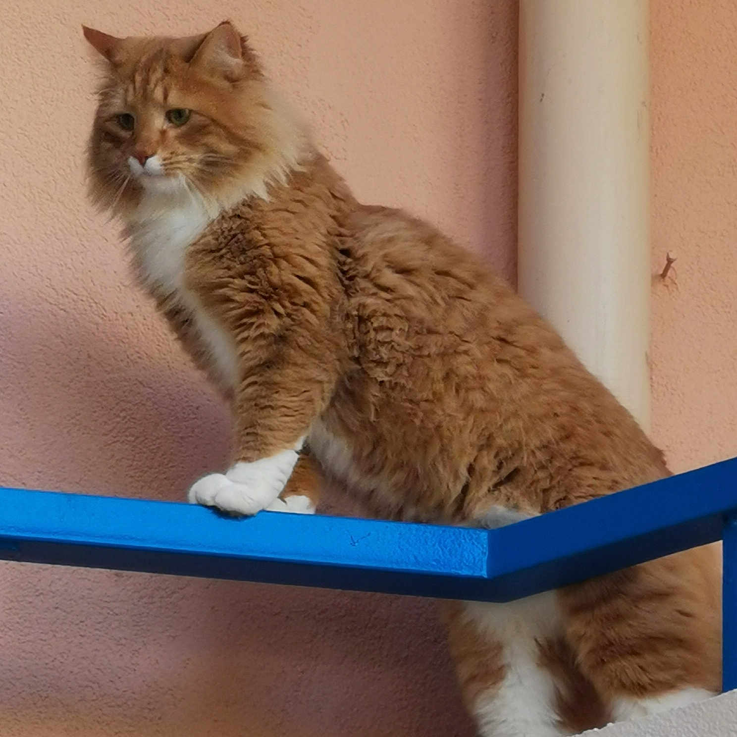 Simba