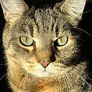 Woody joined the competition — help win amazing prizes! animal, cat, close_up, cute, domestic_cat, ears, face, feline, fur, green_eyes, indoor, looking, mammal, nose, pet, portrait, shadow, sunlight, tabby_cat, whiskers