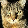 animal, cat, close_up, cute, domestic_cat, ears, face, feline, fur, green_eyes, indoor, looking, mammal, nose, pet, portrait, shadow, sunlight, tabby_cat, whiskers
