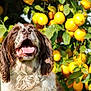 Leroy joined the competition — help win amazing prizes! animal, brown_and_white, canine, cheerful, close_up, dog, fur, garden, green_leaves, happy, joyful, lemon_tree, lemons, nature, outdoor, pet, plant, summer, sunlight, tongue_out