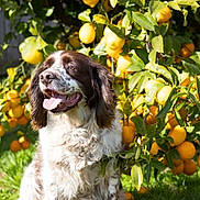 Leroy joined the competition — help win amazing prizes! animal, bright, canine, daytime, dog, fruit, fur, garden, grass, green_leaves, happy_dog, lemon_tree, nature, outdoor, pet, sitting, summer, sunlight, tongue_out, yellow_lemons