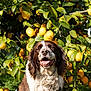Leroy is registered to the contest to win money with this photo: animal, canine, cheerful, close_up, daytime, dog, flora, fruit, garden, green_leaves, happy, lemon_tree, nature, outdoor, pet, smiling, summer, sunlight, tree, yellow