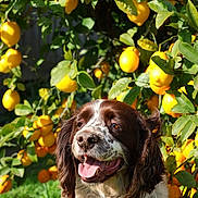 Leroy joined the competition — help win amazing prizes! dog, lemon_tree, outdoor, sunlight, green_leaves, yellow_lemons, happy_dog, tongue_out, fluffy_fur, nature, garden, pet, animal, summer, close_up, canine, tree, fruit, bright, daylight