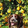 dog, lemon_tree, outdoor, sunlight, green_leaves, yellow_lemons, happy_dog, tongue_out, fluffy_fur, nature, garden, pet, animal, summer, close_up, canine, tree, fruit, bright, daylight
