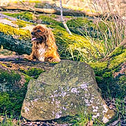 Elwood joined the competition — help win amazing prizes! animal, bark, brown_dog, canine, daylight, dog, forest, grass, greenery, landscape, moss, nature, outdoor, pet, rocks, sunlight, tongue_out, tree, wildlife, wood