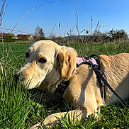 Vaïna a rejoint le concours — aidez-le/la à gagner de superbes lots ! animal, blue_sky, canine, closeup, daylight, dog, ears, field, golden_retriever, grass, greenery, harness, leash, muzzle, nature, outdoor, pet, resting, summer, sunny